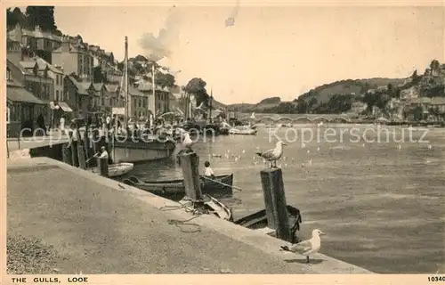 AK / Ansichtskarte Looe The Gulls Looe