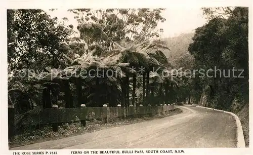 AK / Ansichtskarte New South Wales Ferns on the beautiful Bulli Pass New South Wales