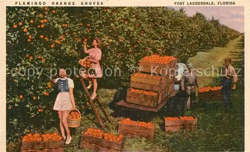 AK / Ansichtskarte Ernte_Landwirtschaft Flamingo Orange Groves Fort Lauderdale Florida  