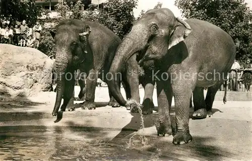 AK / Ansichtskarte Elefant Zoo Basel Indische Elefanten  