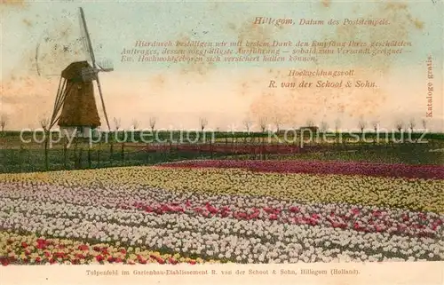 AK / Ansichtskarte Hillegom Blumenfelder Tulpenfeld Windmuehle Hillegom