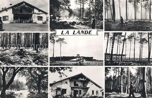 Landes_Departement Ferme Bergerie Moutons dans la Foret Bauernhof Heidelandschaft Kiefernwaelder Schafe 