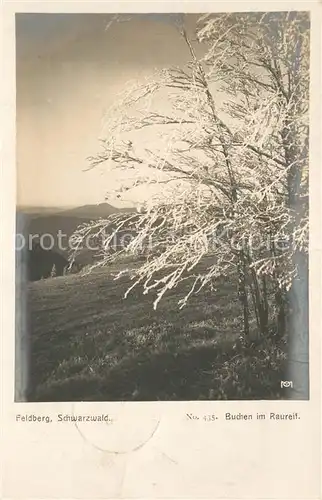 AK / Ansichtskarte Feldberg_Schwarzwald Buchen im Raureif Feldberg Schwarzwald