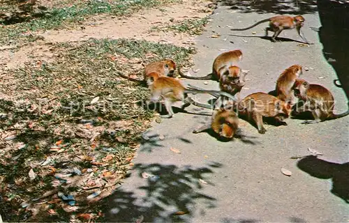 AK / Ansichtskarte Penang Monkeys at Waterfall Gardens Penang