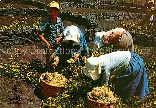 AK / Ansichtskarte Ernte_Landwirtschaft Lanzarote Vendimia Weinlese  