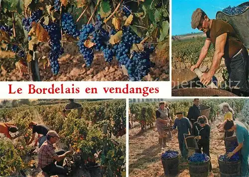 AK / Ansichtskarte Ernte_Landwirtschaft Bordelais en Vendanges Weinlese 