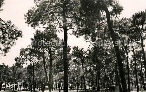 Argeles sur Mer La Pinede Argeles sur Mer