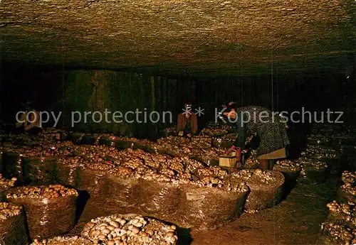 AK / Ansichtskarte Villiers sur Loir Champignonnieres du Val St Andre La cueillette des champignons Villiers sur Loir