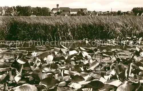 AK / Ansichtskarte Bad_Buchau_Federsee Seerosen Schilf am Federsee Bad_Buchau_Federsee