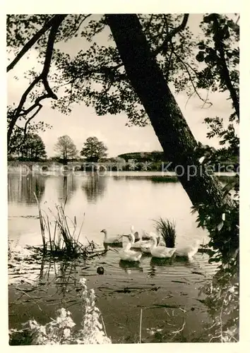 AK / Ansichtskarte Schussenried_Bad Seepartie Enten Schussenried_Bad