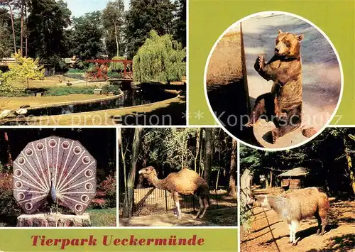 AK / Ansichtskarte Ueckermuende_Mecklenburg_Vorpommern Tierpark Wassergefluegelanlage Braunbaer Mosaikplastik Wappentier Dromedar Lama Ueckermuende_Mecklenburg