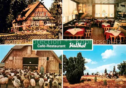 AK / Ansichtskarte Niederhaverbeck Cafe Restaurant Waldhof Gaststube Schafherde Pferdekutsche Niederhaverbeck