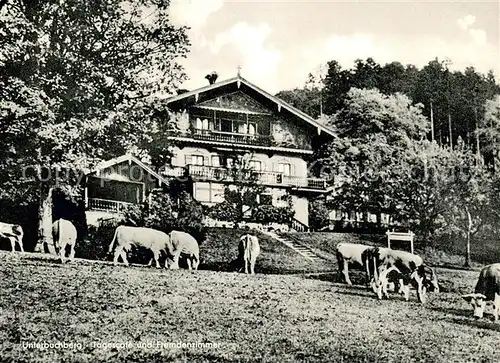 AK / Ansichtskarte Unterbuchberg_St_Quirin Pension Tagescafe Pronath Fischbacher Viehweide Kuehe 