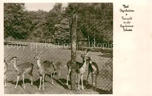 AK / Ansichtskarte Bad_Oeynhausen Damwild in der Oeynhauser Schweiz Bad_Oeynhausen