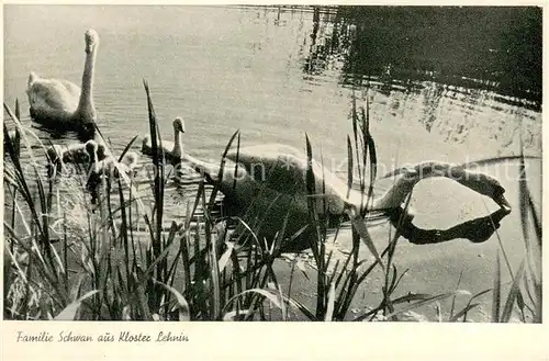 AK / Ansichtskarte Kloster_Lehnin Familie Schwan auf dem See Kloster_Lehnin