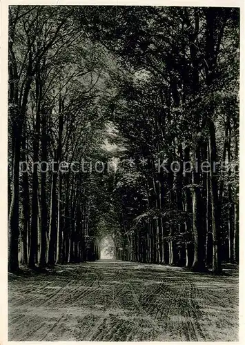 AK / Ansichtskarte Ulenburg Buchenallee Ulenburg