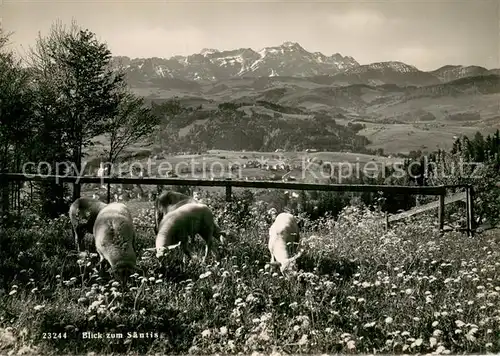 AK / Ansichtskarte Appenzell_IR Panorama Blick zum Saentis Appenzeller Alpen Schafe Bergwiese Appenzell IR