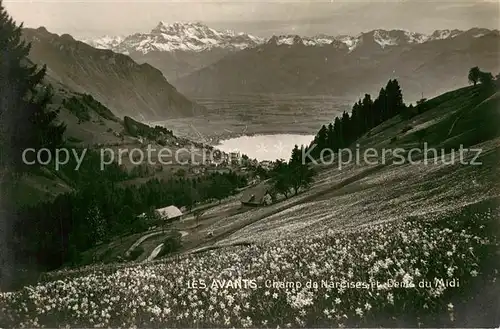 AK / Ansichtskarte Les_Avants Champ de Narcises et Dent du Midi Les_Avants