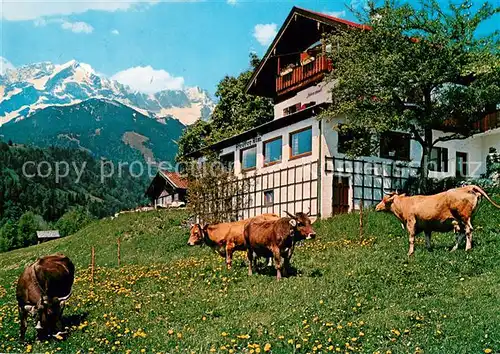 AK / Ansichtskarte Garmisch Partenkirchen Pfeiffer Alm Rinderherde Garmisch Partenkirchen