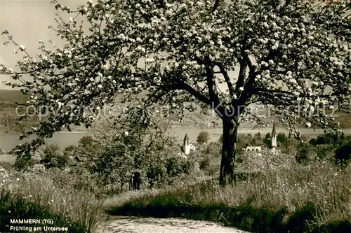 AK / Ansichtskarte Mammern Kuranstalt Mammern Fruehling am Untersee Mammern