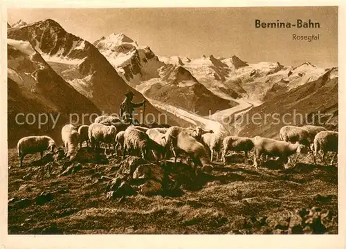 AK / Ansichtskarte Berninabahn Panorama im Rosegtal Schaefer mit Herde Berninabahn