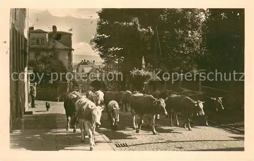 AK / Ansichtskarte Elgersburg Viehaustrieb Elgersburg