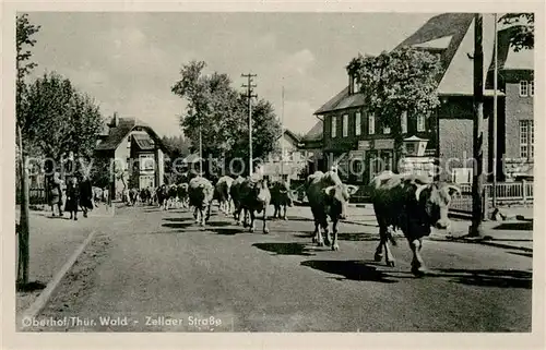 AK / Ansichtskarte Oberhof_Thueringen Zellaer Strasse Viehaustrieb Oberhof Thueringen