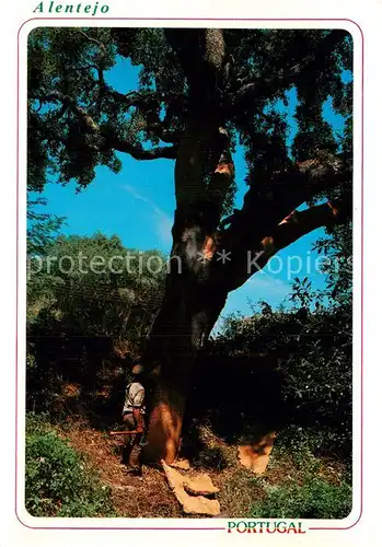 AK / Ansichtskarte Alentejo_PT Workman drawing the cork aok Korkbaum 