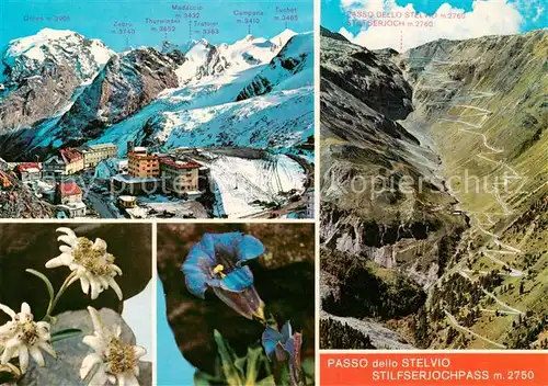 AK / Ansichtskarte 73795797 Stilfserjoch_2750m_Passo_dello_Stelvio_IT Gebirgspass Berghotels Alpenflora 