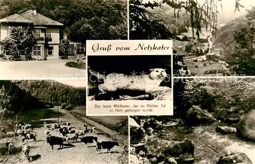 AK / Ansichtskarte 73797000 Ilfeld_Suedharz Netzkater Ilfelder Tal Landschaftspanorama Bach Viehherde Gaststaette Ilfeld Suedharz