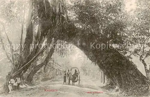 AK / Ansichtskarte 73803233 Kalutara_Sri-Lanka_Ceylon Allee Eselskarren 