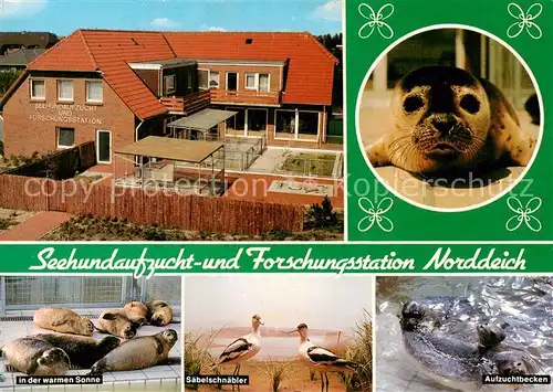 AK / Ansichtskarte 73804931 Norddeich__Norden_Nordseebad Sehundaufzuchtstation Seehunde Saebelschnaebeler Aufzuchtbecken 