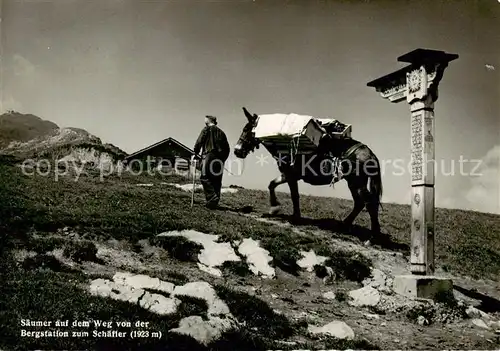 AK / Ansichtskarte Schaefler_1925m_IR Saeumer auf dem Weg von Bergstation zum Schaefler 