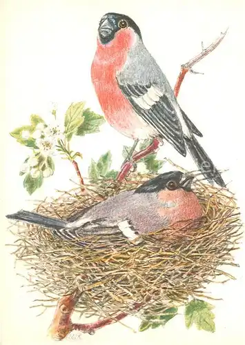 AK / Ansichtskarte 73810595 Voegel Voegel im Nest Litho 