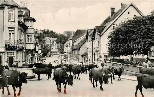 AK / Ansichtskarte 73810897 Braunlage Die Damenkapelle Viehtrieb Braunlage