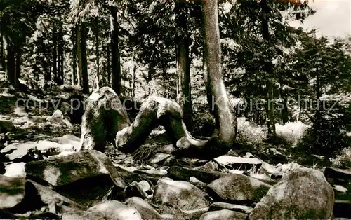 AK / Ansichtskarte Braunlage Die Kamelsfichte am Achtermann Braunlage