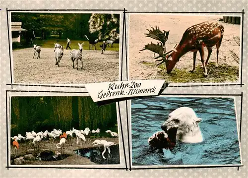 AK / Ansichtskarte Gelsenkirchen Ruhr Zoo Zebras Rothirsch Flamingos Eisbaer Gelsenkirchen