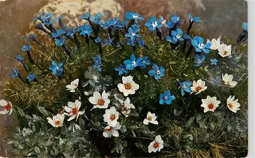 AK / Ansichtskarte  Weggis_Vierwaldstaettersee Gentiana brachyphylla Dryas octopetala