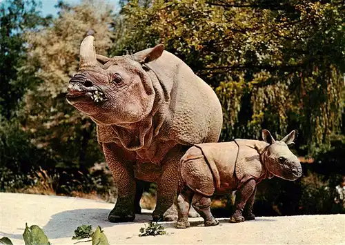 AK / Ansichtskarte 73933634 Zoo_Gardin_Zoologique-- Basel Indisches Panzernashorn