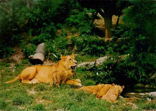 AK / Ansichtskarte 73933640 Zoo_Gardin_Zoologique-- Salzburg Hellbrunn Ranga Jungen bei der Traenke