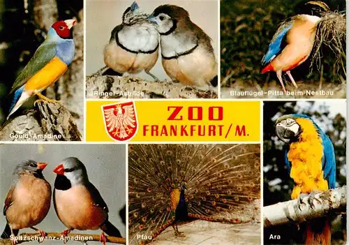 AK / Ansichtskarte 73934048 Zoo_Gardin_Zoologique-- Frankfurt am Main Spitzschwanz Amadinen Pfau Ara Blaufluegel Pitta RingelAstrilde Gauld Amadine