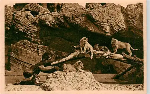 AK / Ansichtskarte 73936819 Zoo_Gardin_Zoologique-- Carl Hagenbeck´s Tierpark Stellingen-Hamburg Offene Loewenschlucht