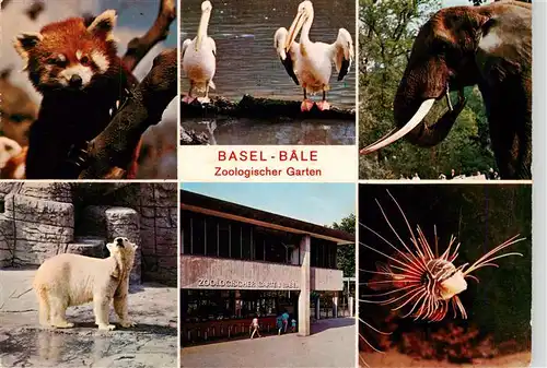 AK / Ansichtskarte 73938155 Zoo_Gardin_Zoologique-- Basel Eisbaer Fisch Elefant 