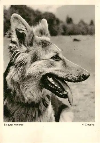 AK / Ansichtskarte 73940128 German_Shepard_Schaeferhund_Deutscher-- Kamerad H. Clausing 