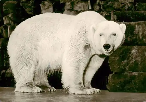 AK / Ansichtskarte 73940499 Eisbaer_Icebear_Ours_Polaire Muenster Westf. 