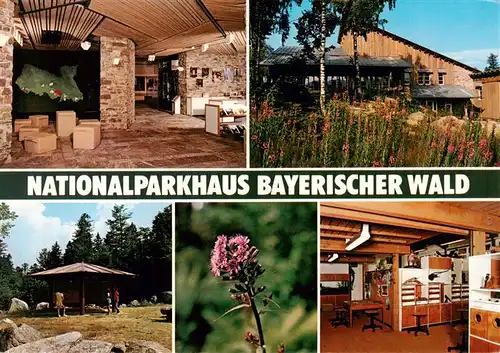 AK / Ansichtskarte 73953278 Bayerischer_Wald Nationalparkhaus Eingangshalle Ansicht Geolog Freigelaende Alpenmilchlattich im Botanischen Freigelaende Erlebnisraum