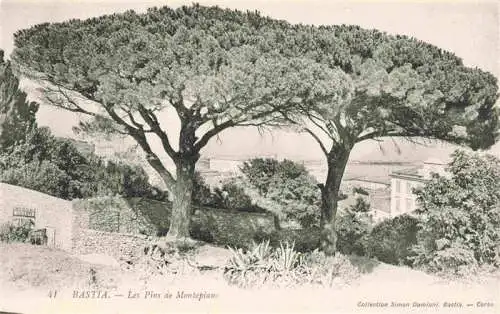 AK / Ansichtskarte  Bastia_2B_Haute-Corse Les Pins de Montepiano