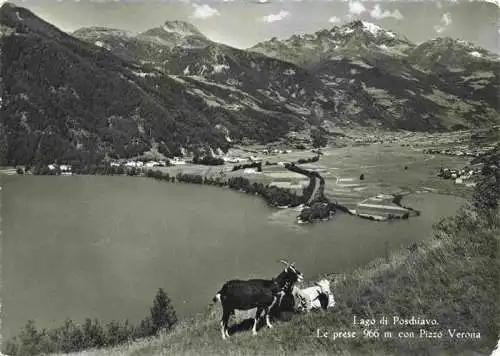 AK / Ansichtskarte  Poschiavo_GR Panorama Lago Le prese con Pizzo Verona