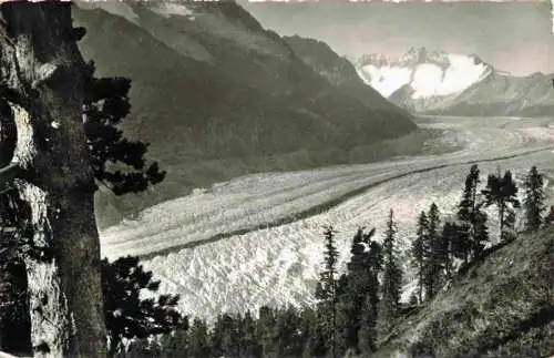 AK / Ansichtskarte  Riederalp_VS Naturschutzpark Aletschwald Gr Aletschgletscher Walliser Fiescherhoerner