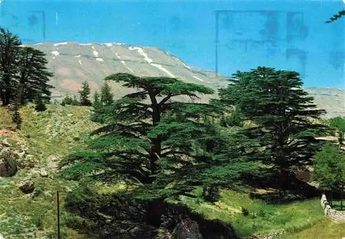 AK / Ansichtskarte 73984043 Cedars_Lebanon The Cedar of the Flag